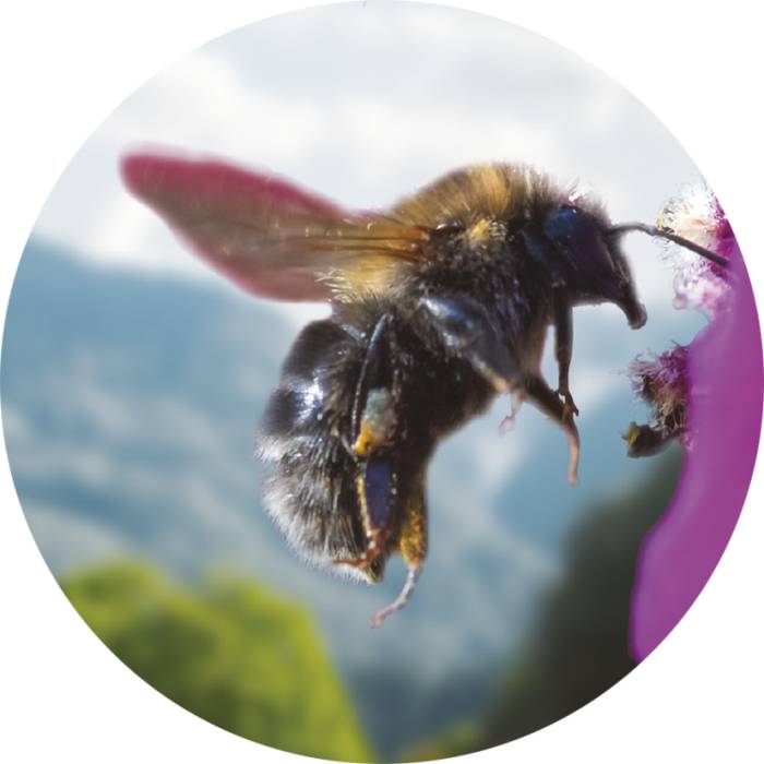 hummel_rund.jpg hummel_rund.jpg